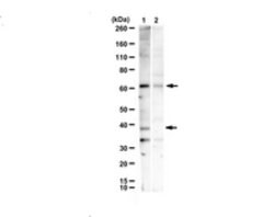 Nurr-1 Rabbit anti-Mouse, Human, Polyclonal, MilliporeSigma 25 &mu;L;Unconjugated:Antibodies,